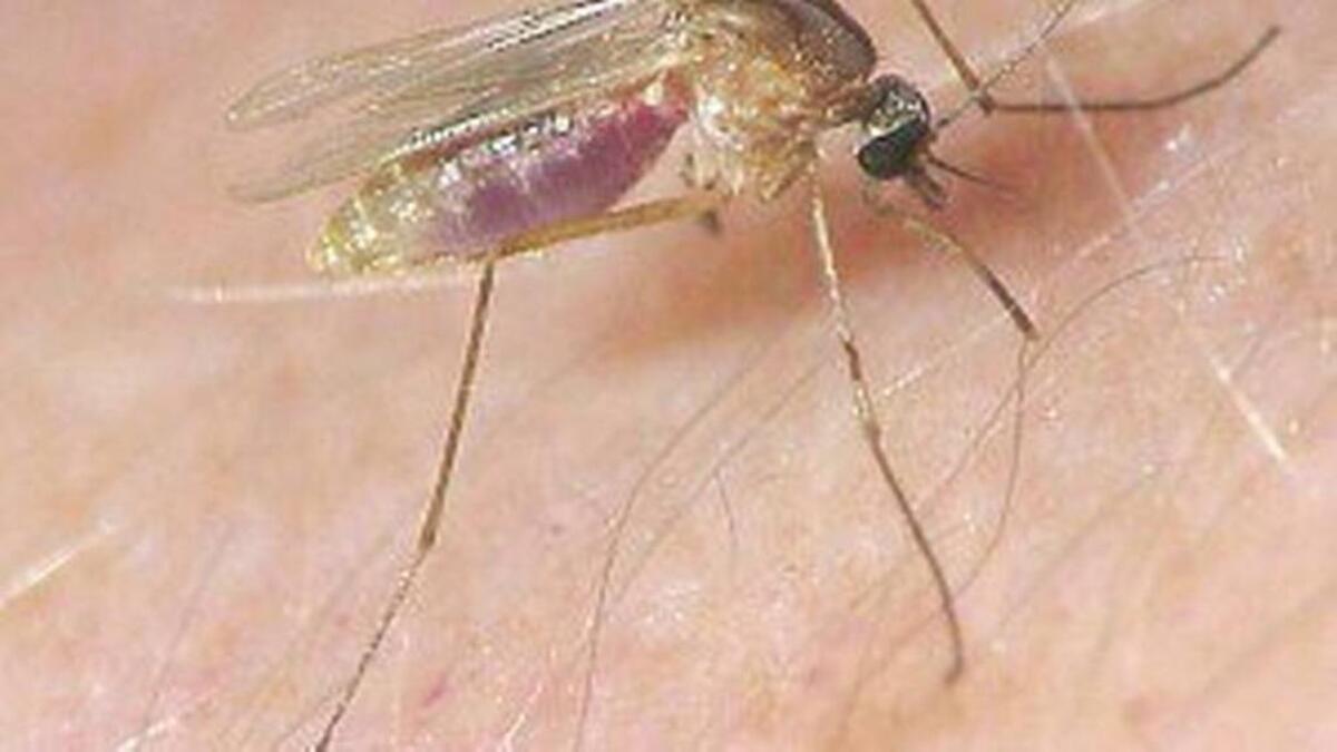 The Culex mosquito has tested positive for St. Louis encephalitis in Fresno, county health officials reported on July 5, 2018. The mosquito also can carry and West Nile virus.